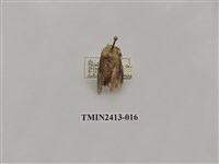 藏品(中銀紋刺蛾)的圖片